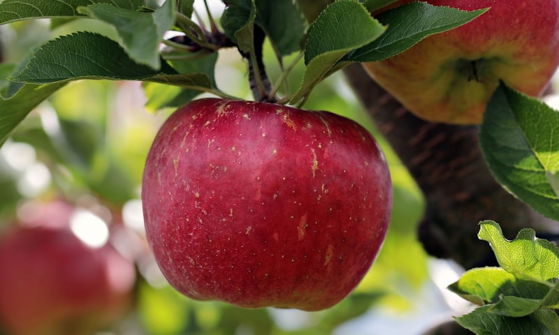 Apple Pecan Salad